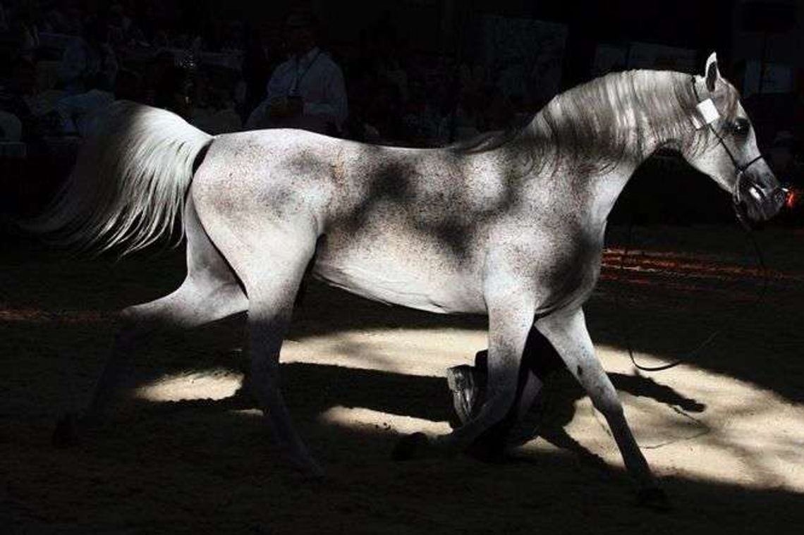 Dlaczego zmienił się prokurator nadzorujący śledztwo ws. nadużyć w stadninie?