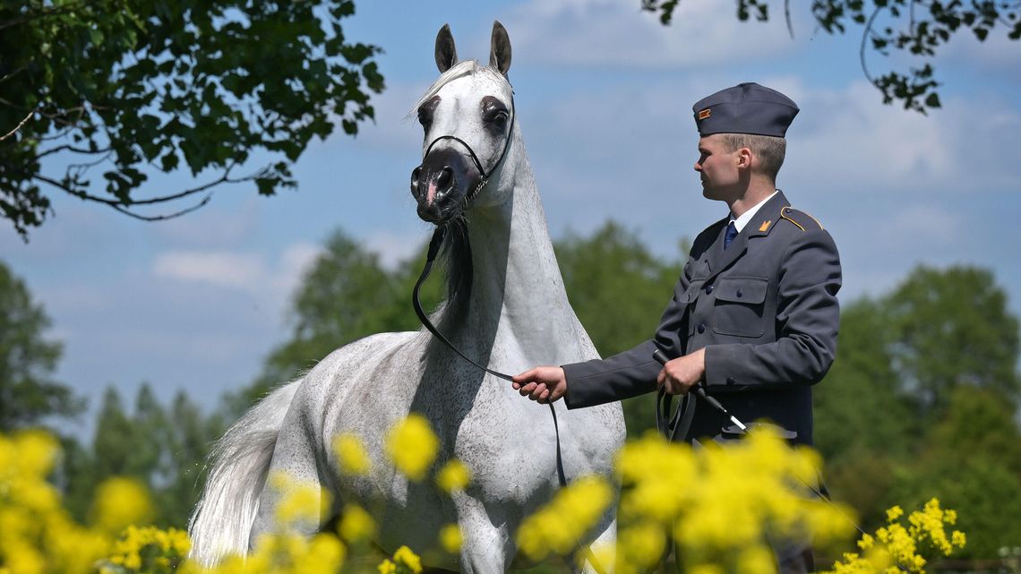 Dni Konia Arabskiego 2025: Pasja, prestiż i potęga polskiej hodowli