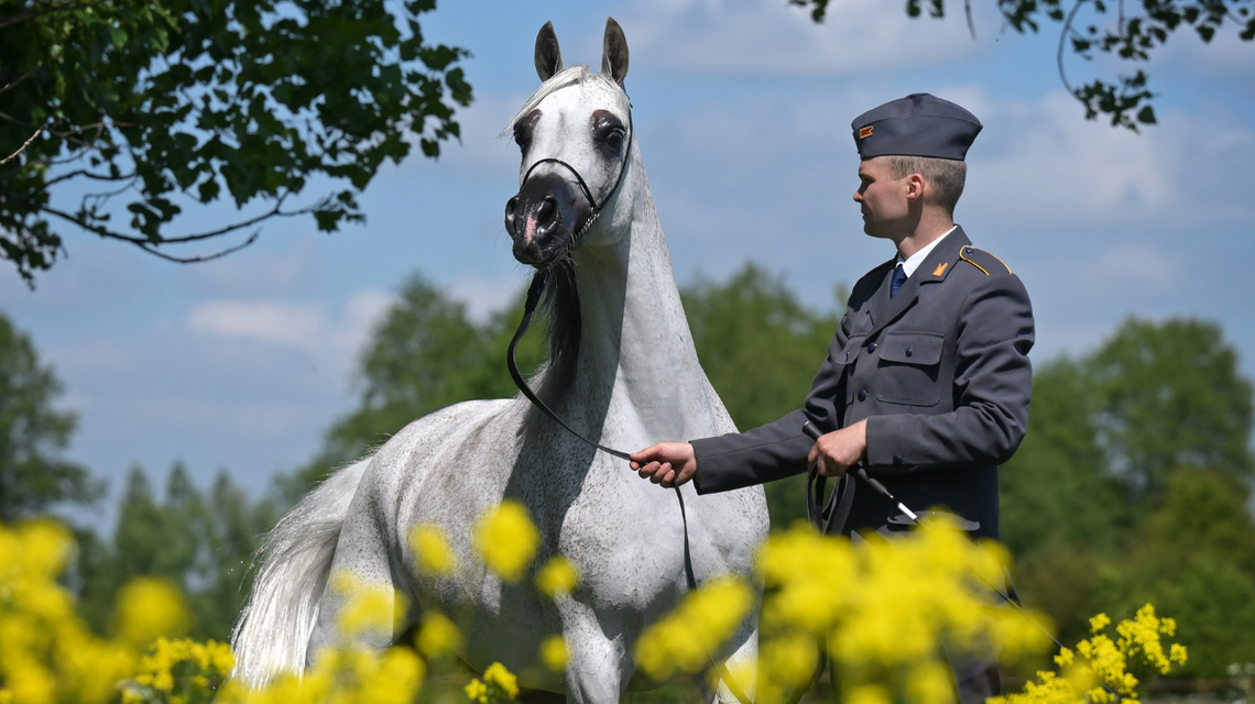 Dni Konia Arabskiego 2025 – pasja, tradycja i przyszłość