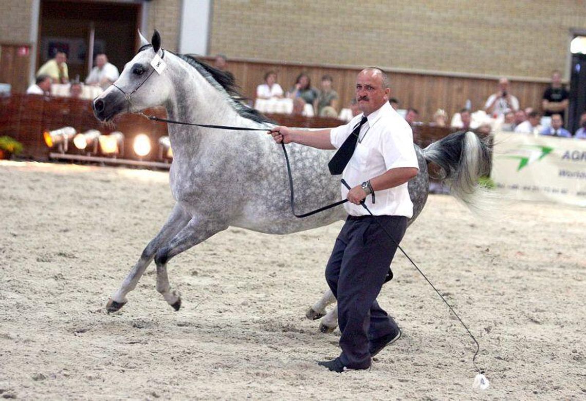 Dni Konia Arabskiego i aukcja Pride of Poland w Janowie Podlaskim (program)