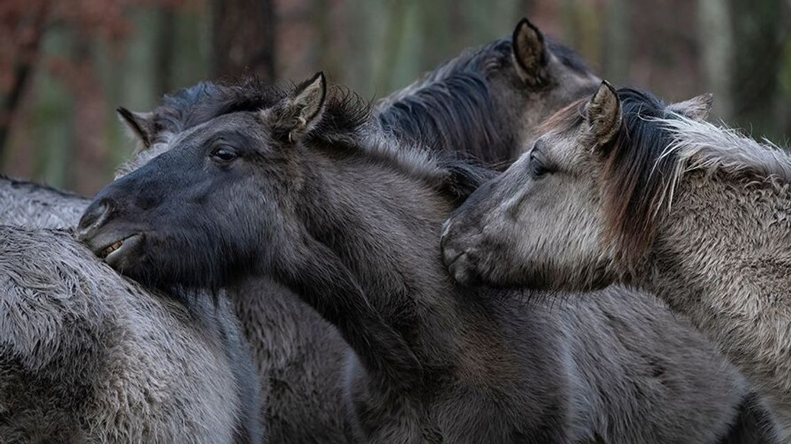 Dni otwarte w RPN. Oko w oko z konikiem, wycieczki, przejażdżki i festyn