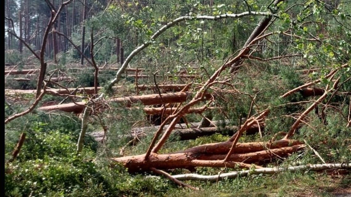 Do lasu nie wejdziemy. Po burzy uszkodzone drzewostany