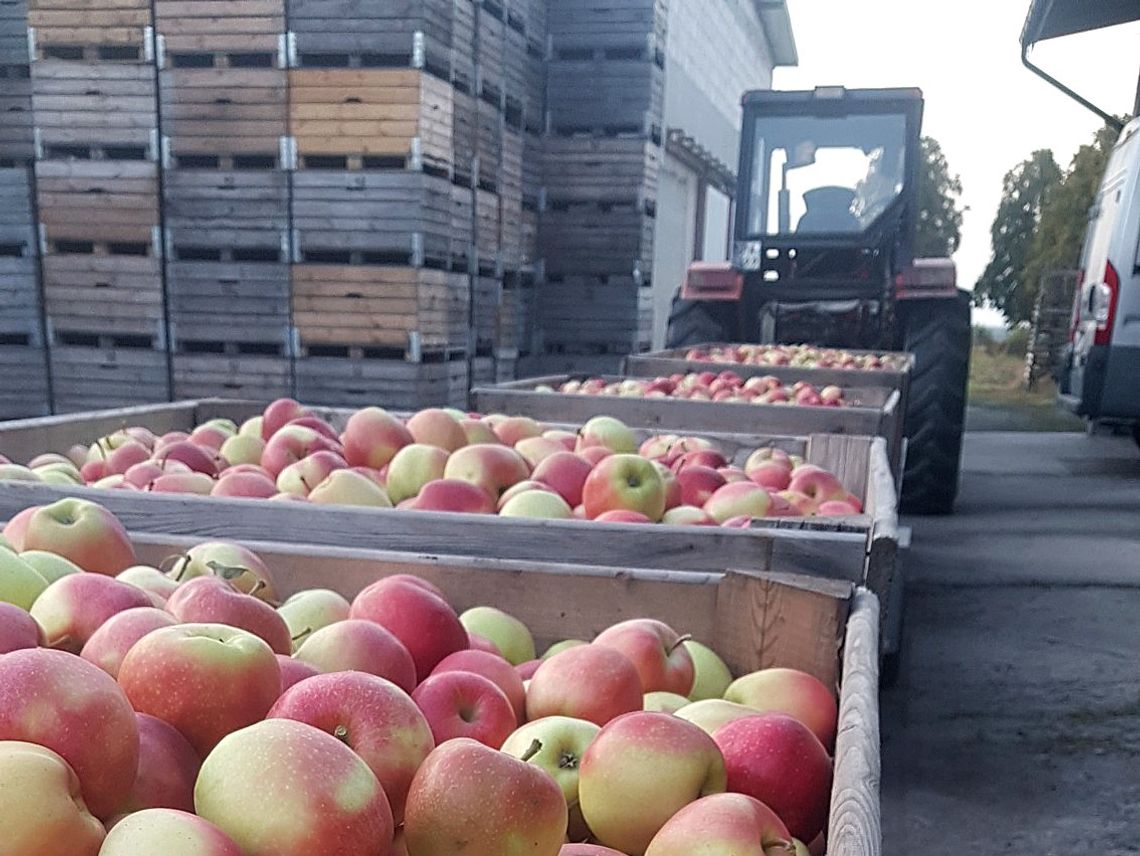 Do naszych soków nie dodajemy nic oprócz jabłek Do naszych soków nie dodajemy nic oprócz jabłek
