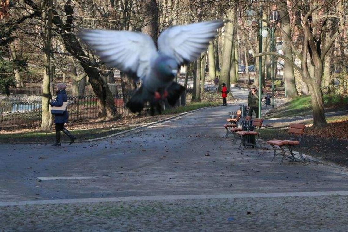 Do Ogrodu Saskiego nocą, na rowerze, ale bez psów