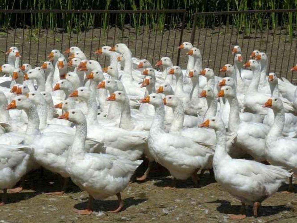 Do Puchaczowa po gęsi z Biłgoraja Do Puchaczowa po gęsi z Biłgoraja