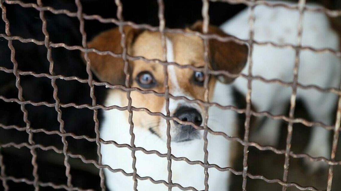 "Do serca przytul psa..." Podopieczni lubelskiego schroniska polecają się do adopcji