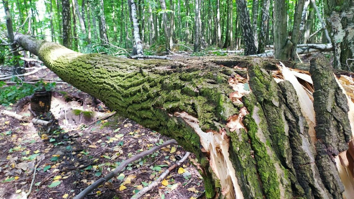 Do Starego Gaju nadal nie wejdziesz. Zakazują leśnicy