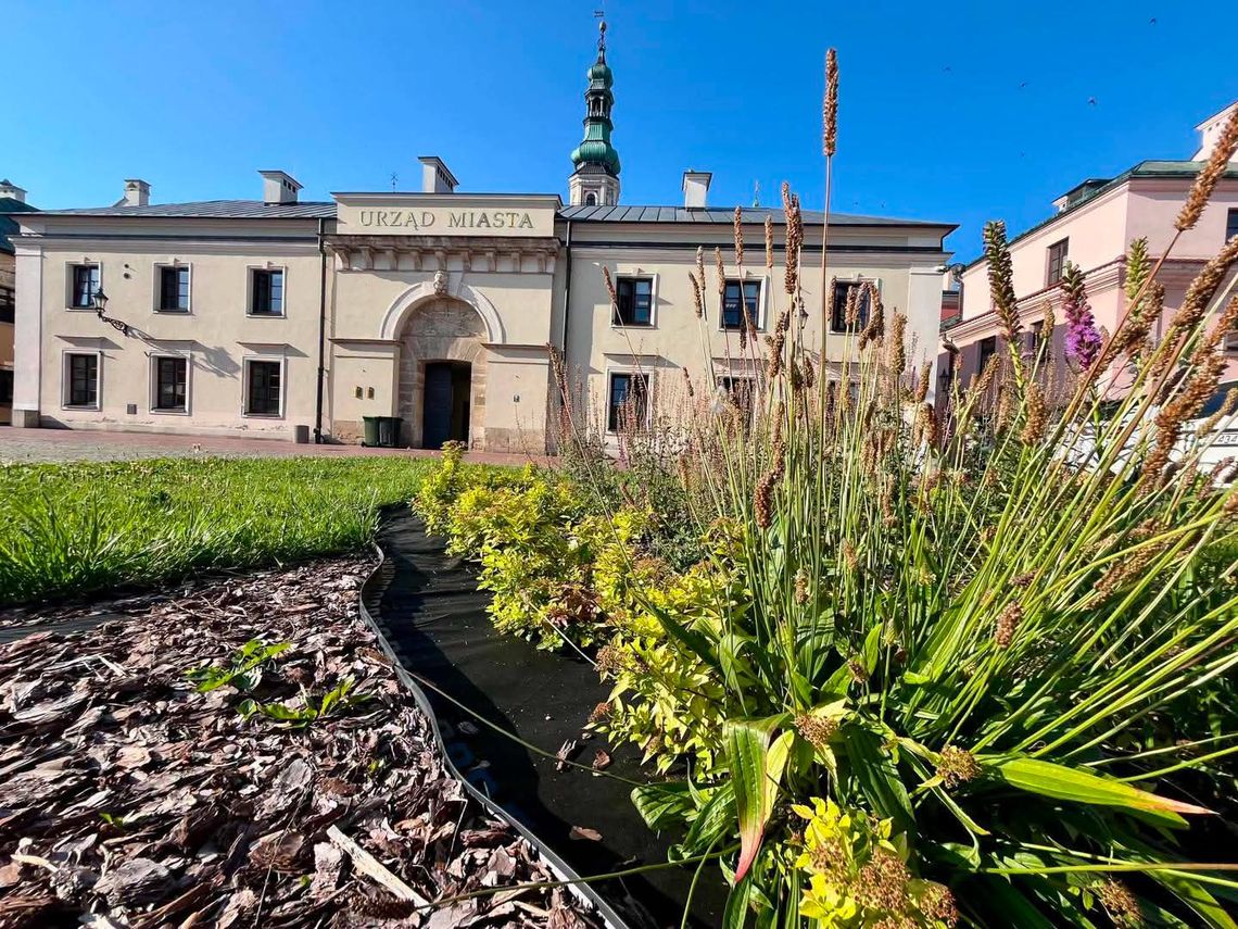 Do trzech razy sztuka? Zamość walczy o zieloną rewolucję w mieście Zamość