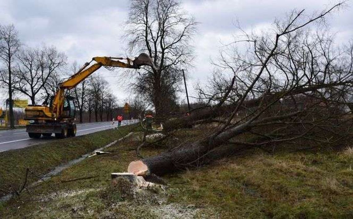 Do Warszawy jeszcze wolniej. Przez wycinkę drzew na budowie S17