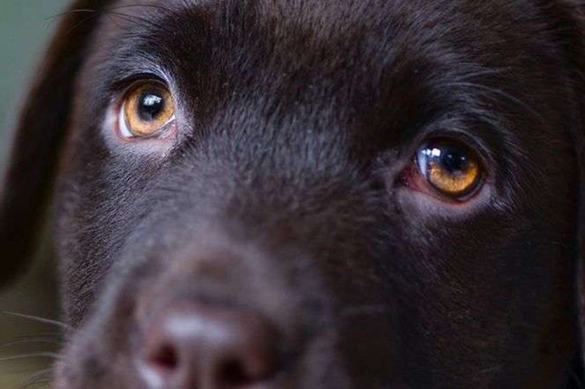 Do worka włożyła psa razem z cegłą i wrzuciła do rzeki. Zwierze miało sporo szczęścia