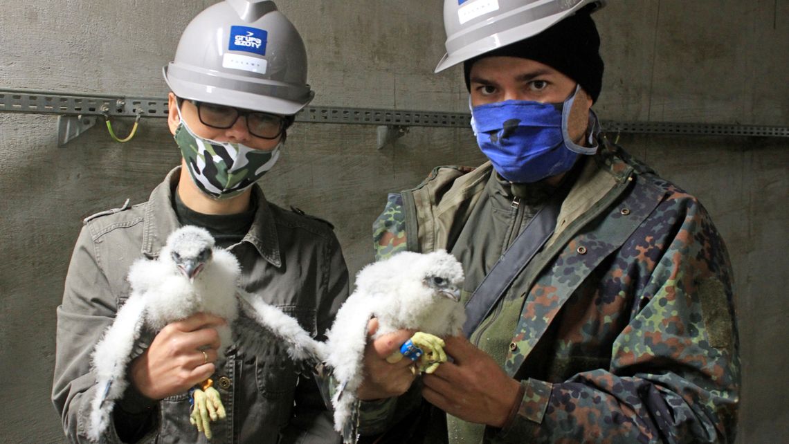 Dobre nowiny z Azotów. Puławskie sokoły doczekały się potomstwa Dobre nowiny z Azotów. Puławskie sokoły doczekały się potomstwa