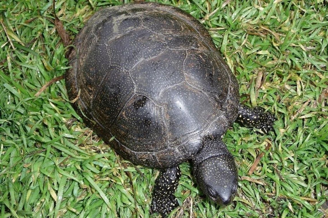 Dokąd drepczą żółwie błotne Dokąd drepczą żółwie błotne