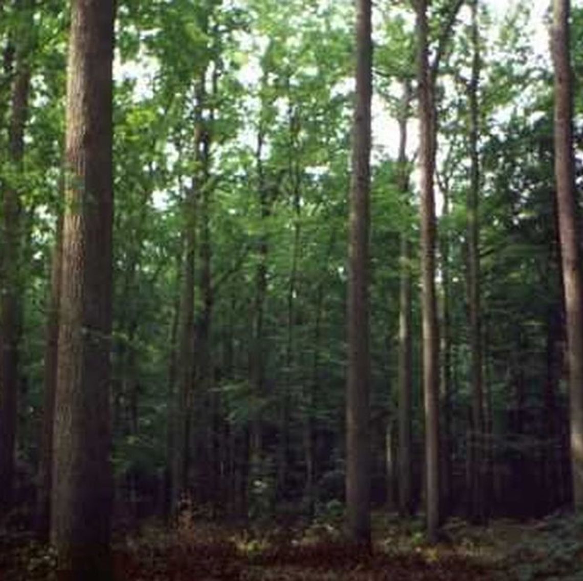 Dołhobyczów: W lesie znaleziono zwłoki mężczyzny