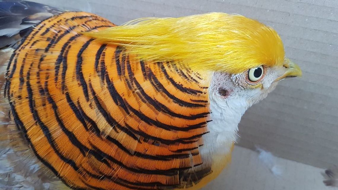 Donald szuka właściciela. Zgubił się przy ulicy Zamkowej 