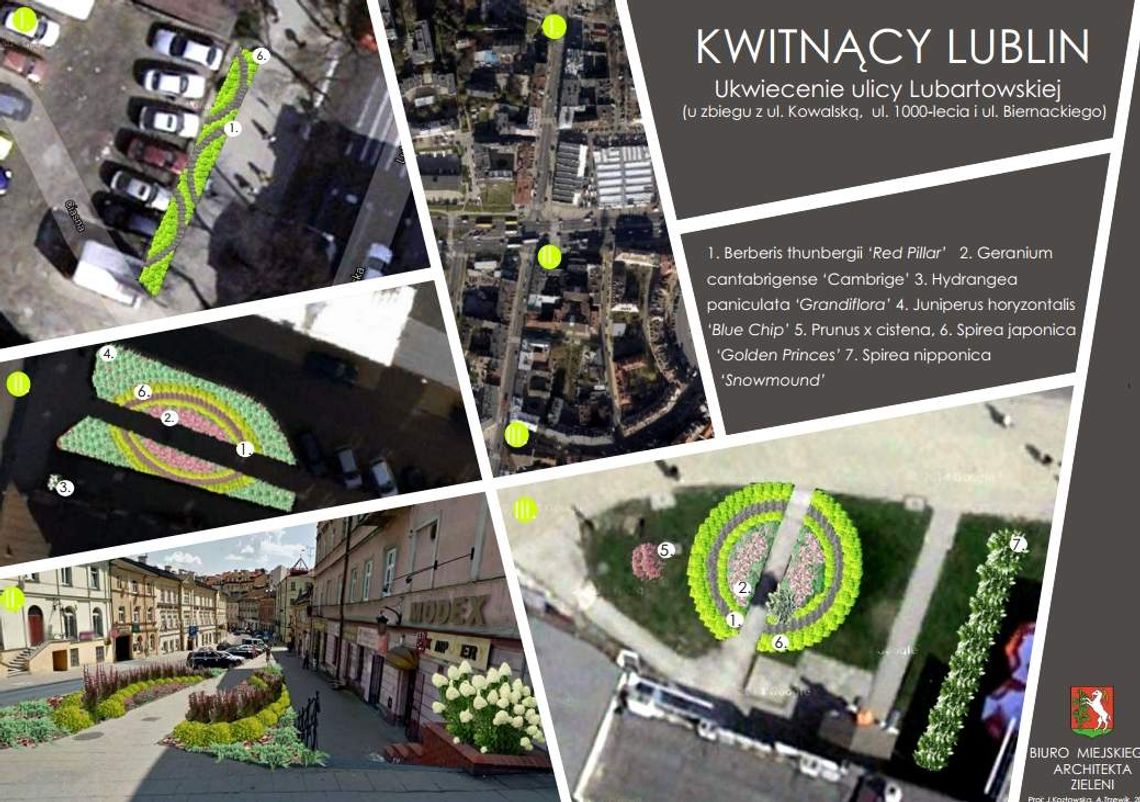 Donice z drzewami na Krakowskim Przedmieściu, więcej kwiatów. Upiększają centrum Lublina Donice z drzewami na Krakowskim Przedmieściu, więcej kwiatów. Upiększają centrum Lublina