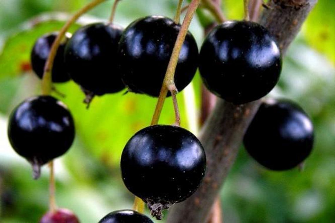 Dopłacą do tanich owoców. ARiMR przyjmuje wnioski