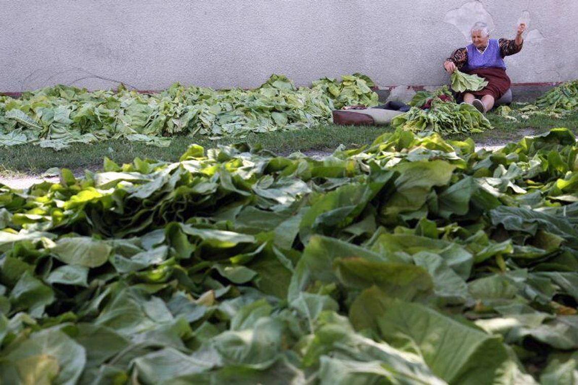 Dopłaty bezpośrednie 2012: ARiMR ma pieniądze dla plantatorów tytoniu