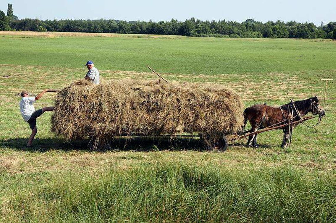 Dopłaty dla rolników do niekorzystnych warunków uprawy