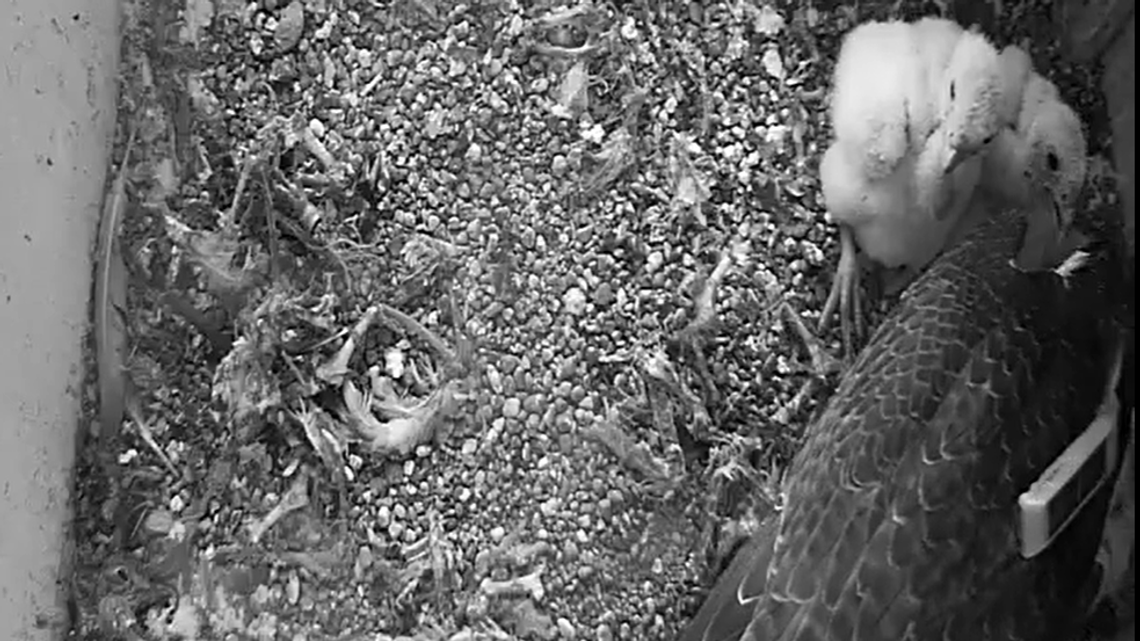 Dorzuć grosza dla lubelskich sokołów. Będzie można śledzić ich wędrówki 