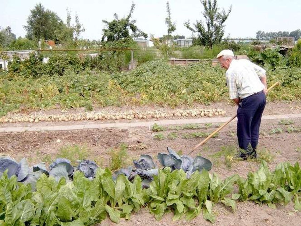 Dotacje dla działkowców. Można dostać nawet 15 tys. zł