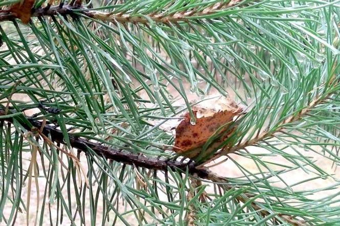 Dotacje dla rolników. Posadź las i weź pieniądze z ARiMR