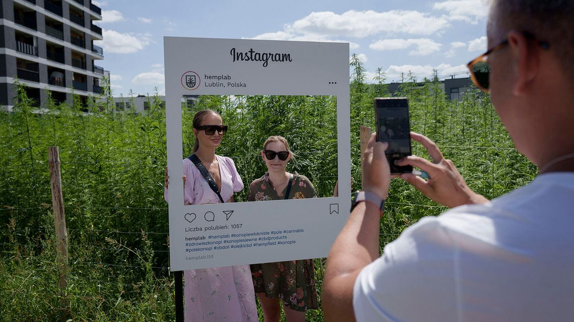 Dożynki konopne między blokami. Przyjdź z torebką i nazrywaj, ile chcesz