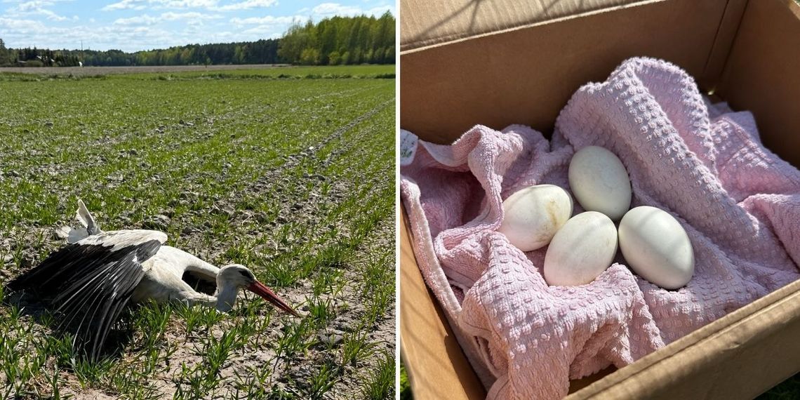 Bociane jaja uratowane dzięki mieszkańcom i energetykom