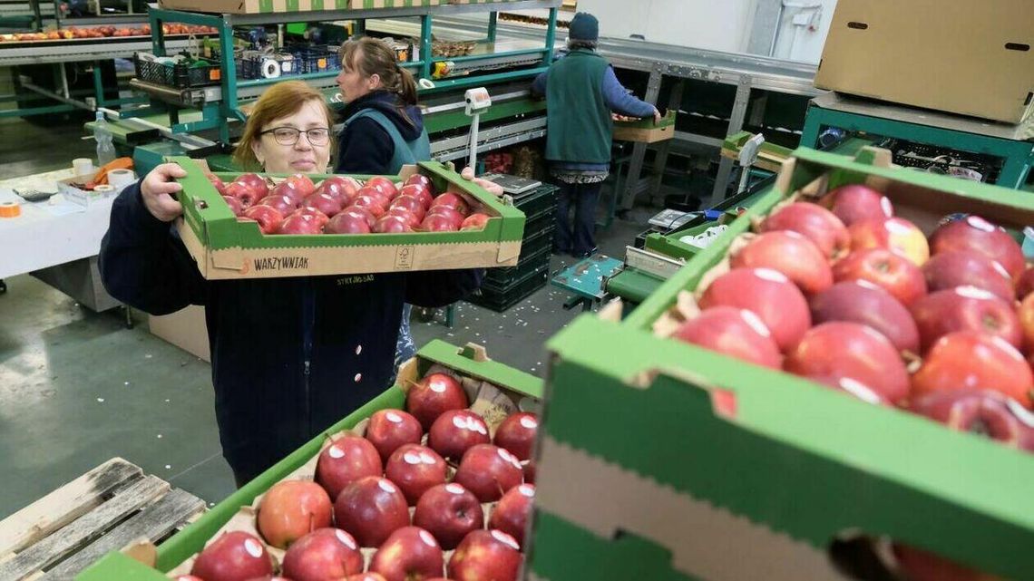 Dramat plantatorów jabłek. Sadownicy zostali z tonami jabłek i nie ma ich gdzie sprzedać