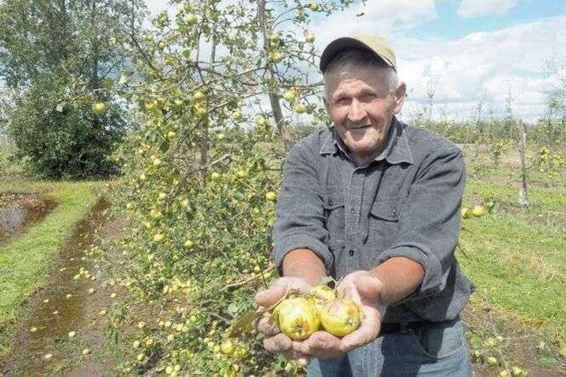 Dramat sadowników z woj. lubelskiego. "Żyję 72 lata i jeszcze czegoś takiego nie było" Dramat sadowników z woj. lubelskiego. "Żyję 72 lata i jeszcze czegoś takiego nie było"