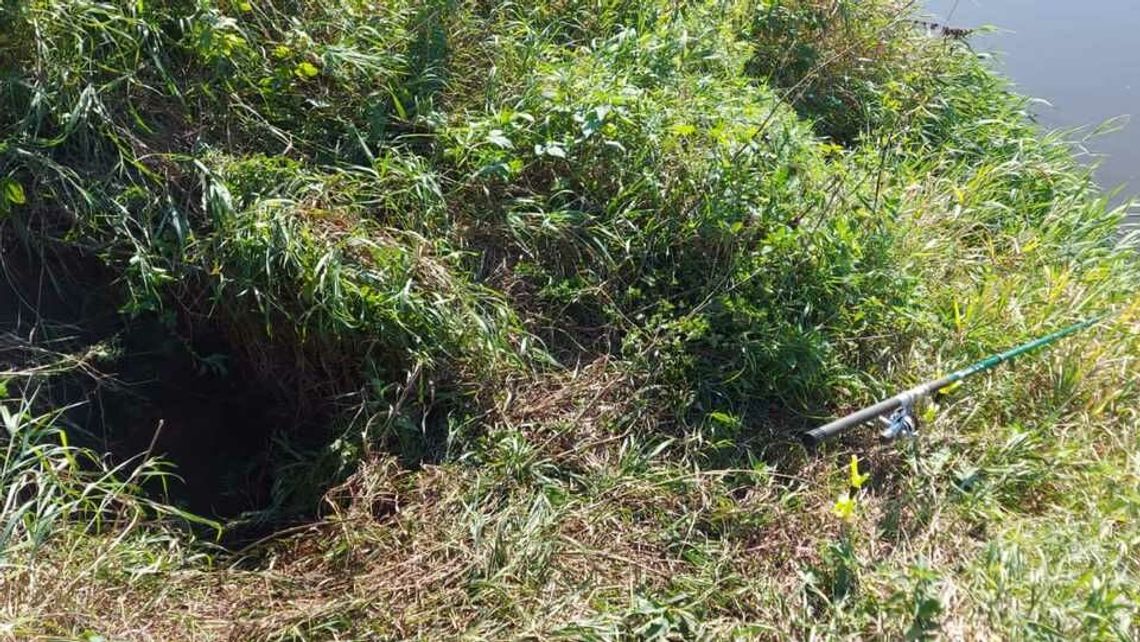 Dramatyczna historia. Bóbr wykopał dół, człowiek w nim zginął Dramatyczna historia. Bóbr wykopał dół, człowiek w nim zginął