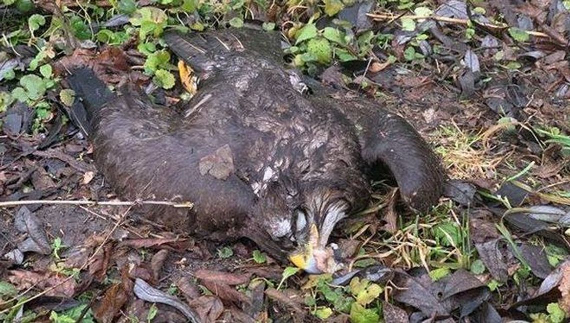 Drapieżne ptaki padły w Spiczynie. Ktoś je otruł? [zdjęcia]