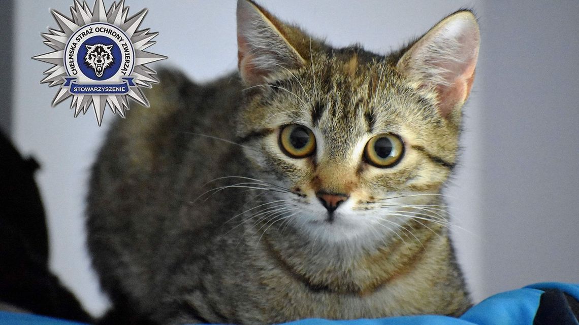 Dręczona przez dziecko kotka dochodzi do siebie. Potrzebne wsparcie