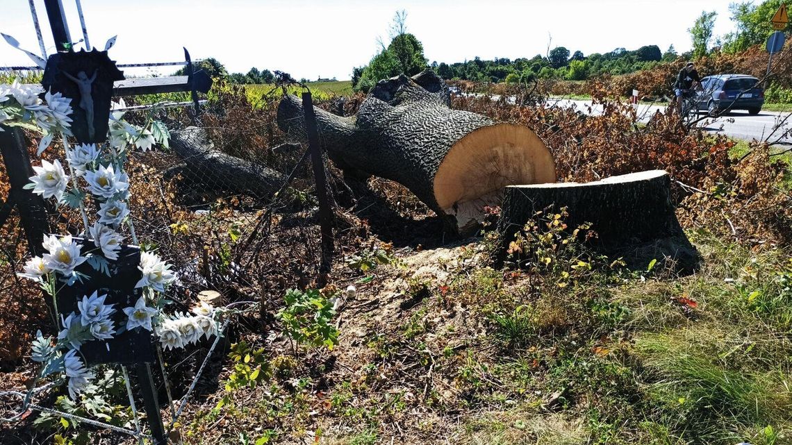 Droga 820 z Lublina nad jeziora. Nie oszczędzili nawet pomnikowych dębów