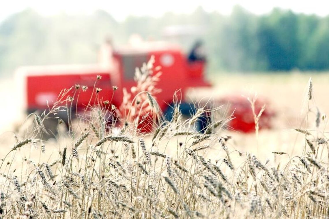 Drogie zboża przed żniwami. Ceny idą w górę Drogie zboża przed żniwami. Ceny idą w górę