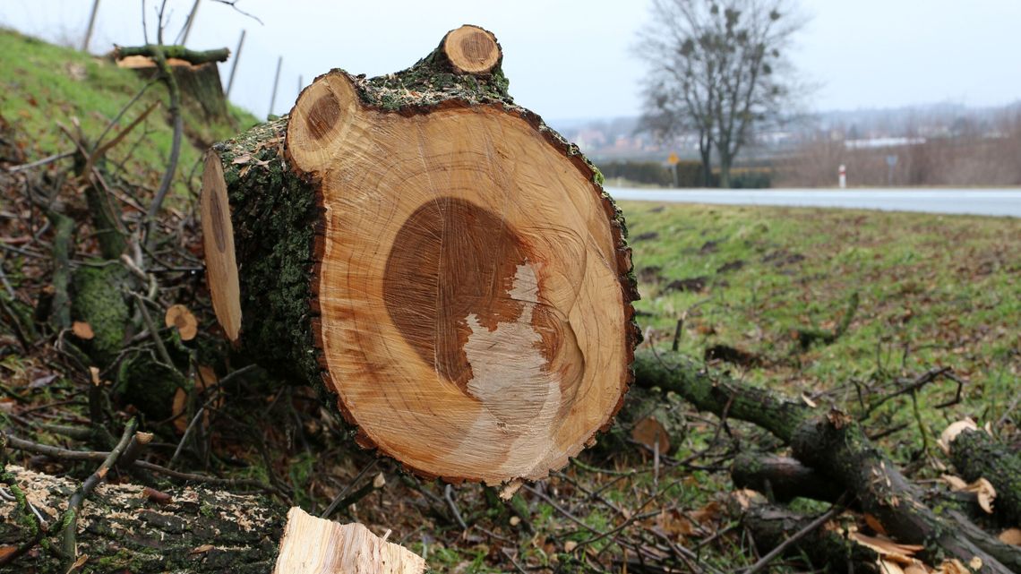 Drogowcy wycinają jak leci. Kolejny pogrom przy szosie