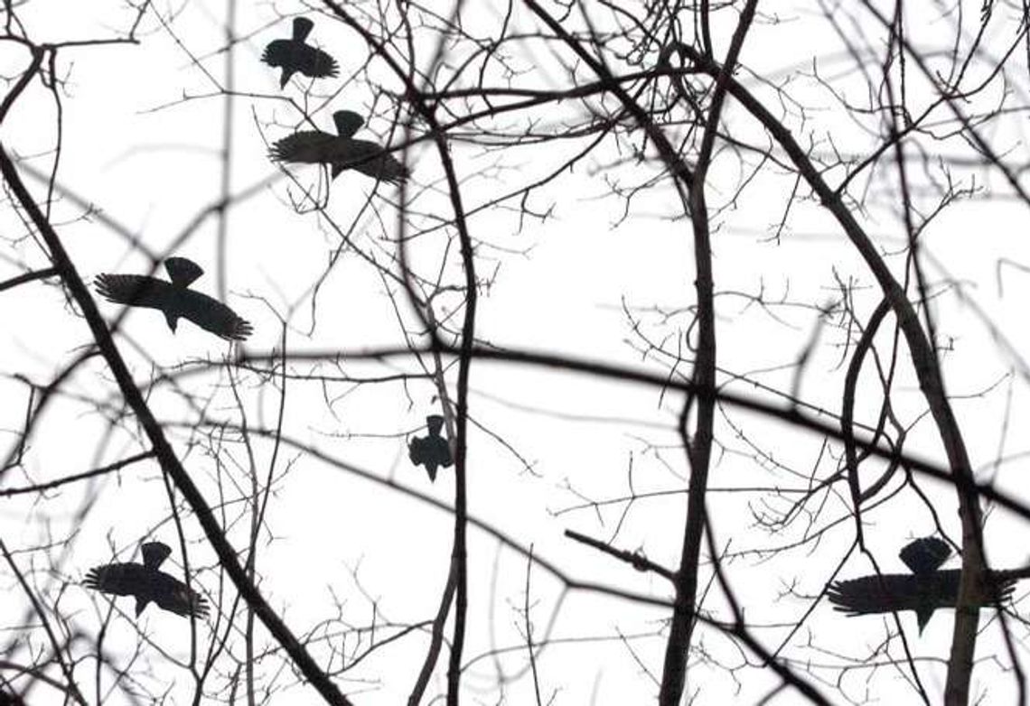 Dronem w gawrony. Miasto wyda na płoszenie 30 tys. zł Dronem w gawrony. Miasto wyda na płoszenie 30 tys. zł