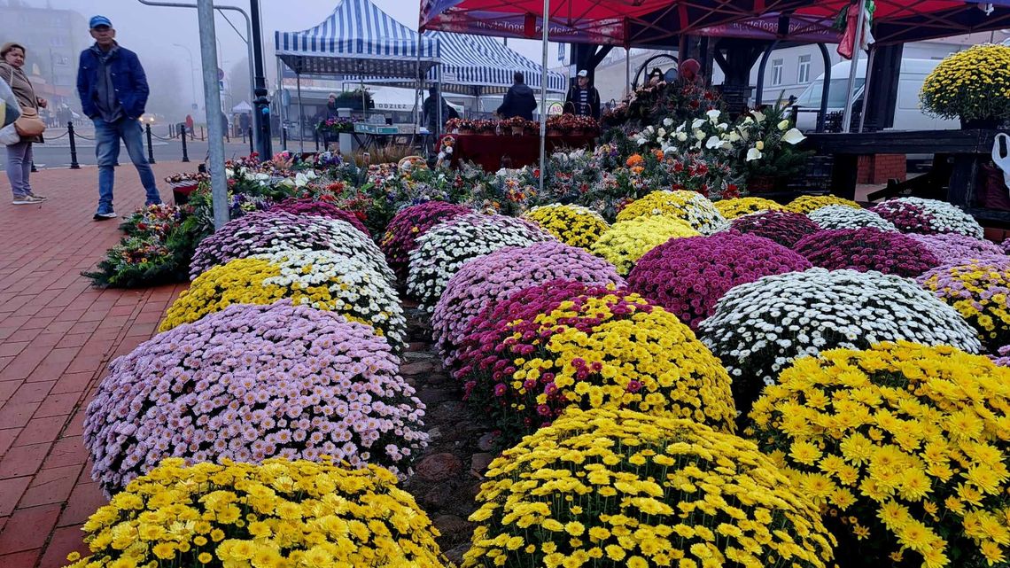Drożej niż w markecie, ale wybór nieporównywalny. Sprawdzamy ceny chryzantem