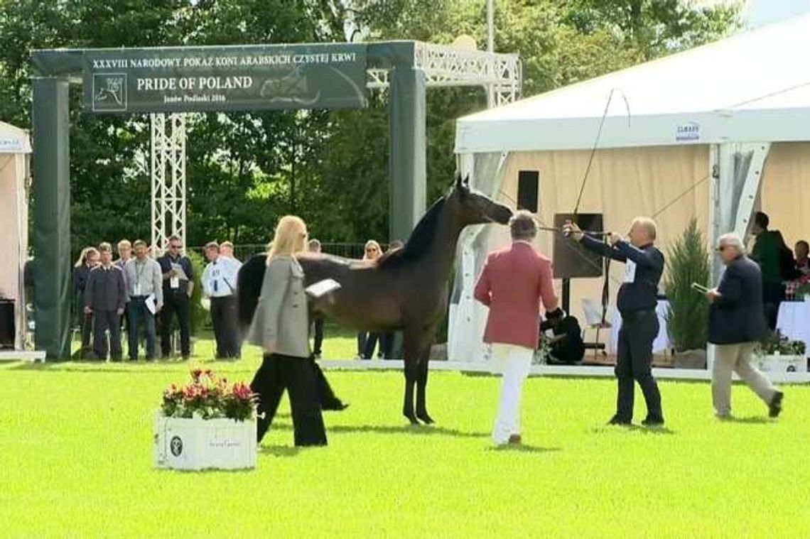 Drugi dzień święta koni arabskich w Janowie Podlaskim. Zaprezentuje się 89 klaczy