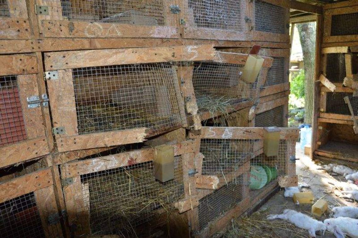 Drugi pogrom królików w Miłocinie. Kto lub co je zabiło?