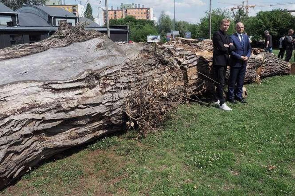 Drugie życie Boababu. Mirosław Bałka wykona z drewna rzeźbę