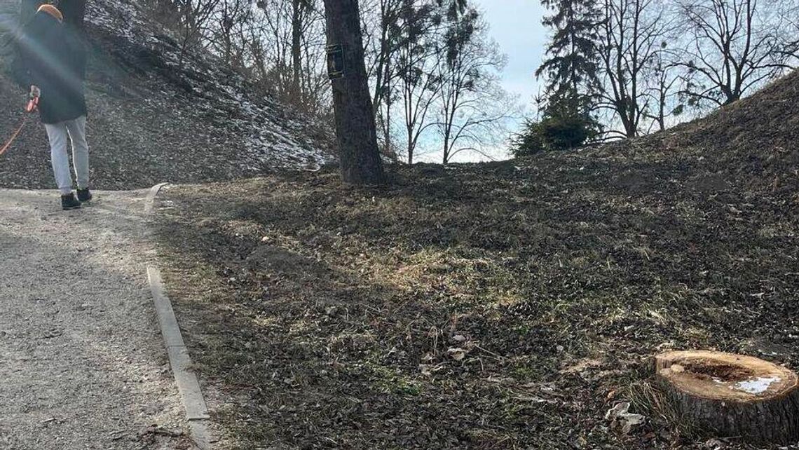 Drzewa do wycinki? Radni chcą się temu przyglądać Drzewa do wycinki? Radni chcą się temu przyglądać