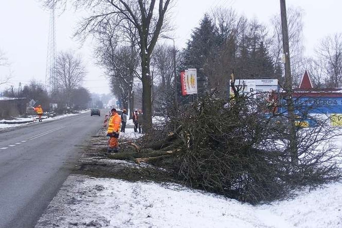 Drzewa już wycięte. DK nr 48 szykuje się do zmian