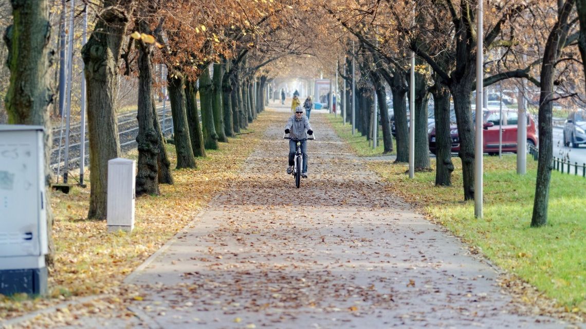 Drzewa kształtują klimat miejsca Drzewa kształtują klimat miejsca
