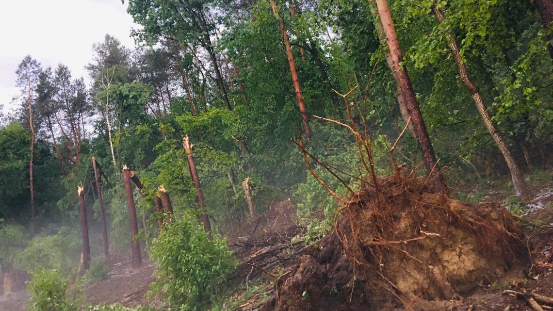 Drzewa łamały się jak zapałki. Krajobraz po burzy w powiecie ryckim