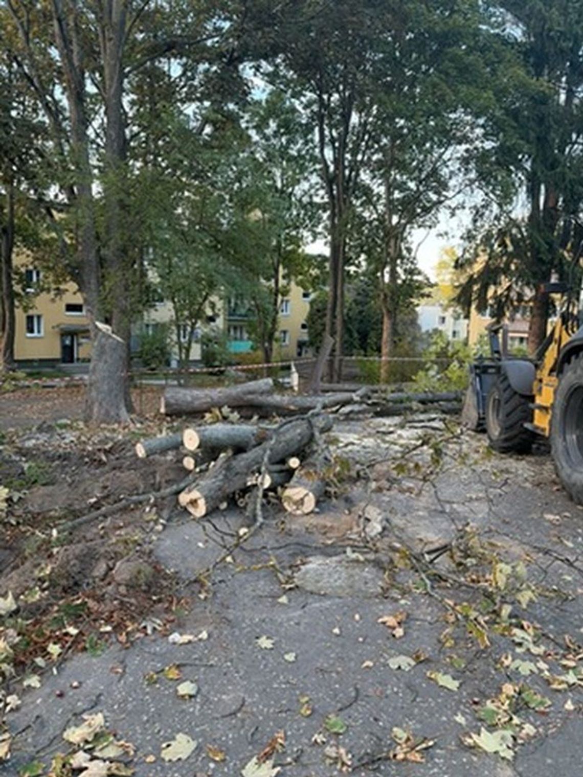 Drzewa przy Skautów nadal rosną. Mieszkańcy mają nowy plan. Chcą ocalić zieleń i uporządkować parkowanie