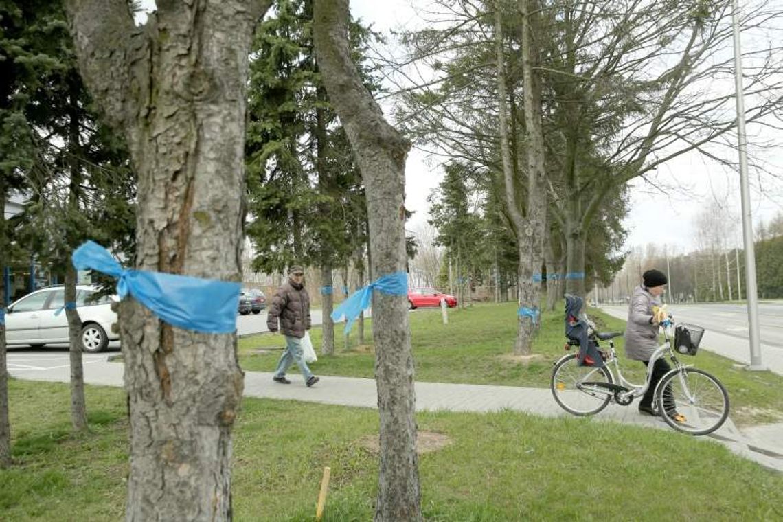 Drzewa przy ul. Koncertowej będą usunięte. Projektant nie znalazł sposobu na ich ocalenie Drzewa przy ul. Koncertowej będą usunięte. Projektant nie znalazł sposobu na ich ocalenie
