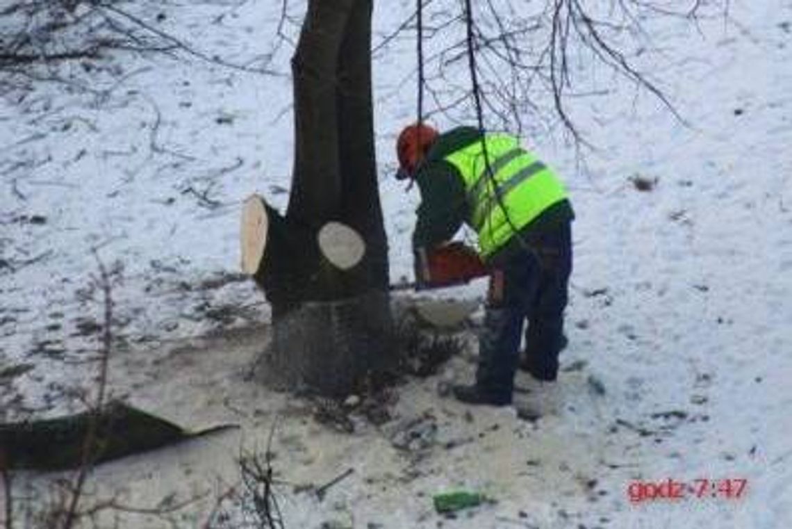 Drzewa przy ul. Walecznych były warte 2 miliony Drzewa przy ul. Walecznych były warte 2 miliony