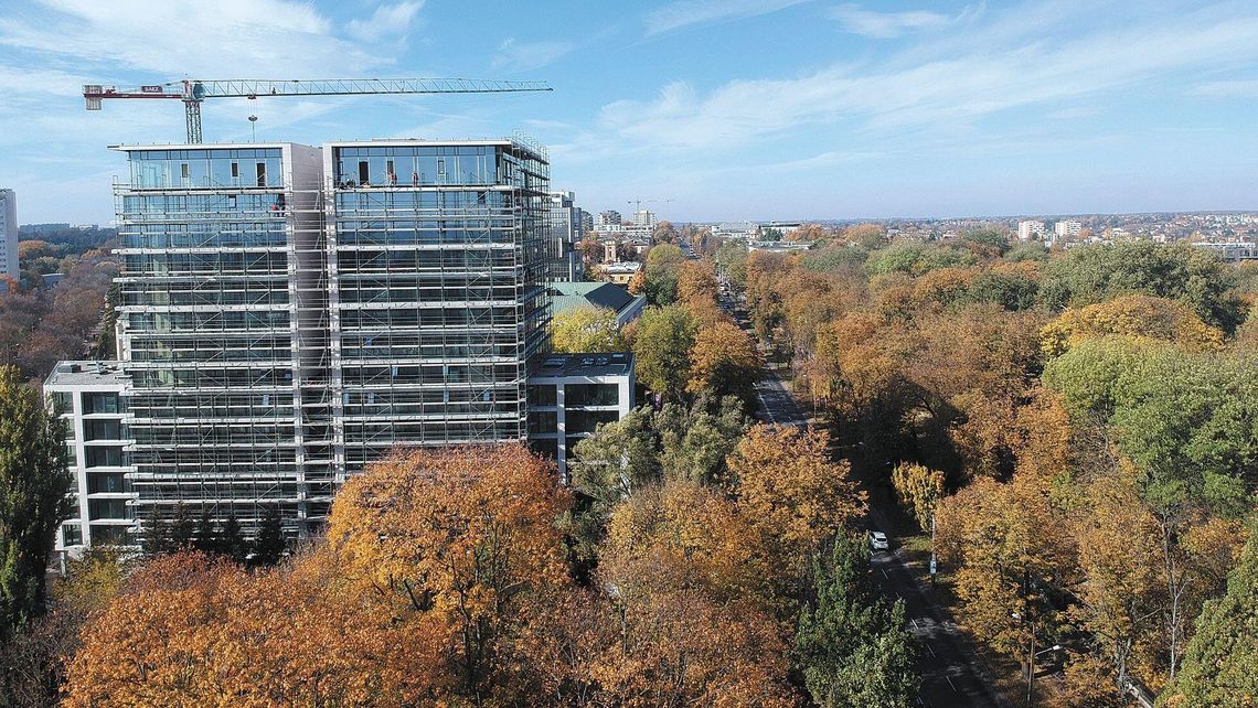 Drzewa to miejskie skarby. "Ich obecność nie tylko polepsza jakość życia" Drzewa to miejskie skarby. "Ich obecność nie tylko polepsza jakość życia"