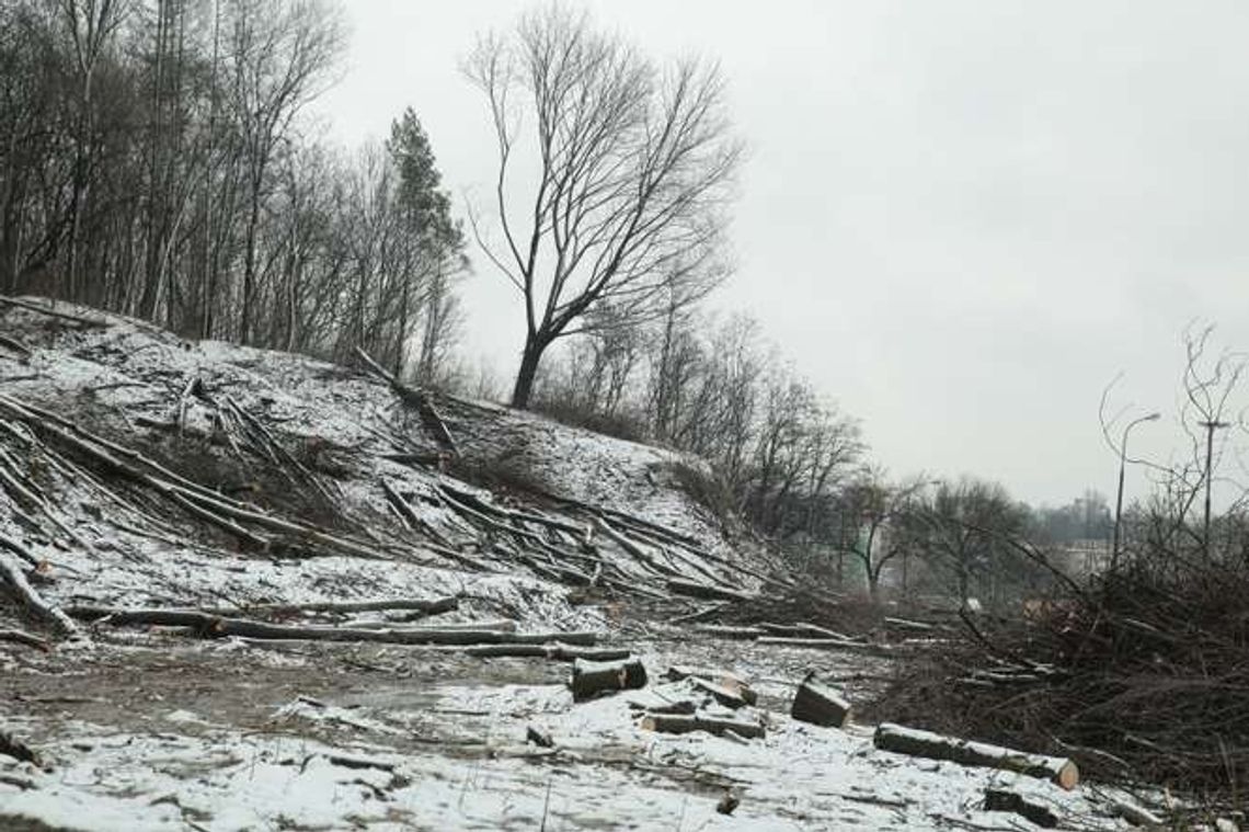 Drzewa ustępują drodze. Wielkie karczowanie na skrzyżowaniu