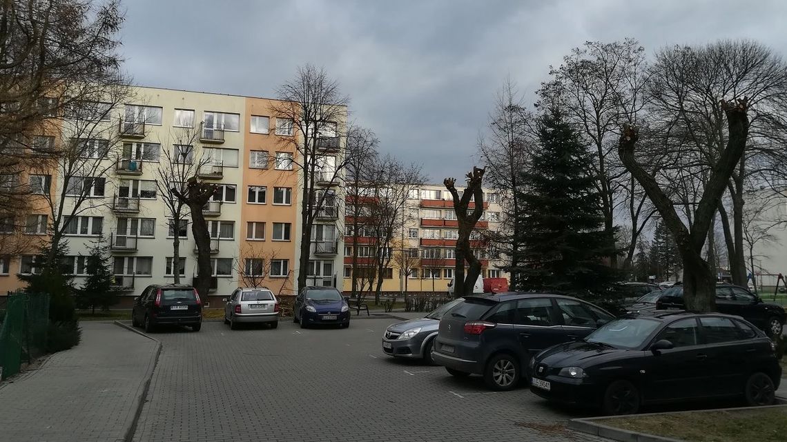 Drzewa w Lubartowie ogołocone z gałęzi. Urząd Miasta kontroluje przycinkę